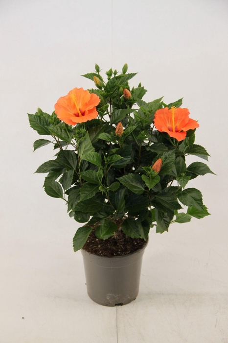 <h4>Hibiscus Bombay 21 cm (peat free )</h4>