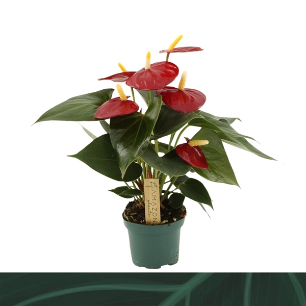<h4>Anthurium (Andreanum Grp) Aroha</h4>