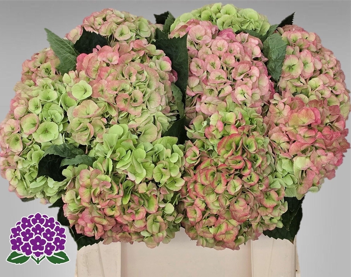 <h4>HYDR M MY MATCHA CL</h4>