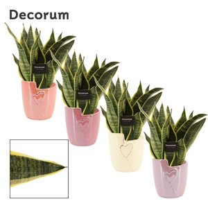 Sansevieria Superba 12 cm in Joa (Special moods-collection)