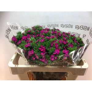 Di Barb Am Neon Cher