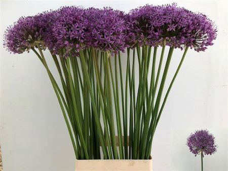 <h4>Allium Gladiator</h4>