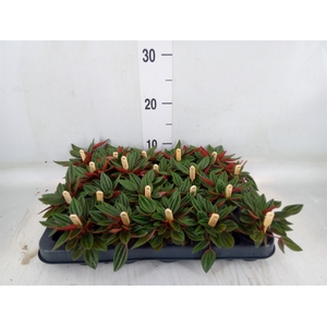 Peperomia caperata 'Rosso'