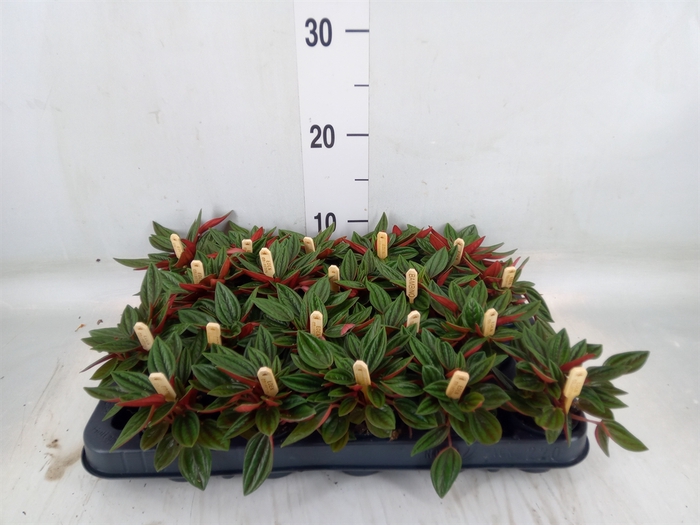 <h4>Peperomia caperata 'Rosso'</h4>