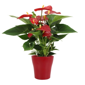 Anthurium Micra in Alicante ceramics