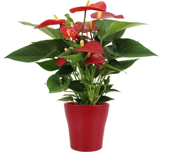 <h4>Anthurium Micra in Alicante ceramics</h4>
