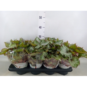 Begonia BD 'Beleaf Asian Tundra'