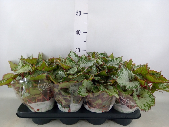 <h4>Begonia BD 'Beleaf Asian Tundra'</h4>