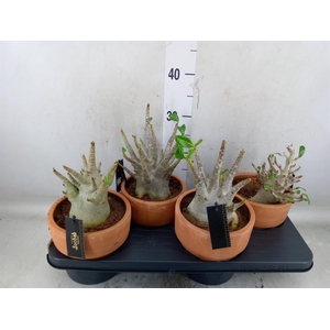Adenium NB 'Ansu Baobab'