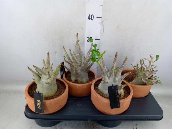 <h4>Adenium NB 'Ansu Baobab'</h4>