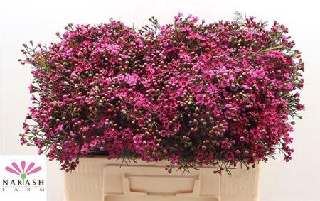 <h4>Chame Un Jupiter</h4>