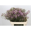 Chamelaucium Pirouette