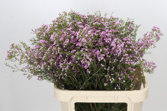 Chamelaucium Pirouette