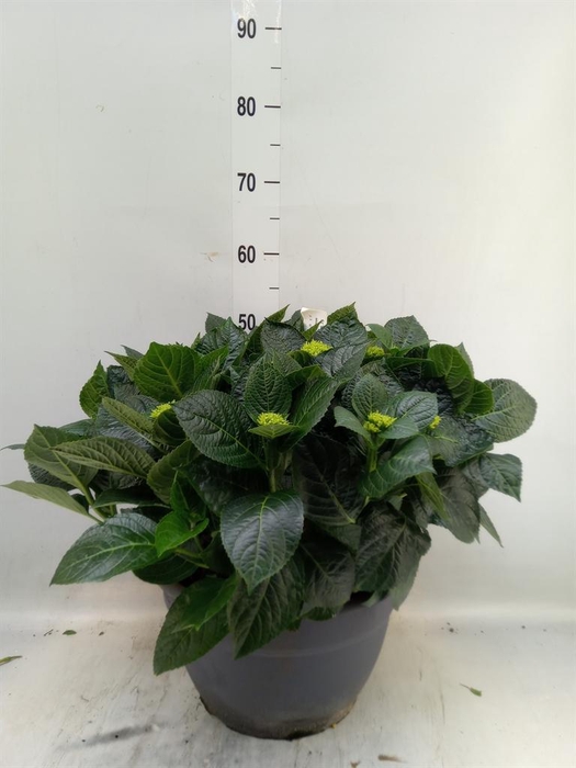 <h4>Hydrangea mac.</h4>