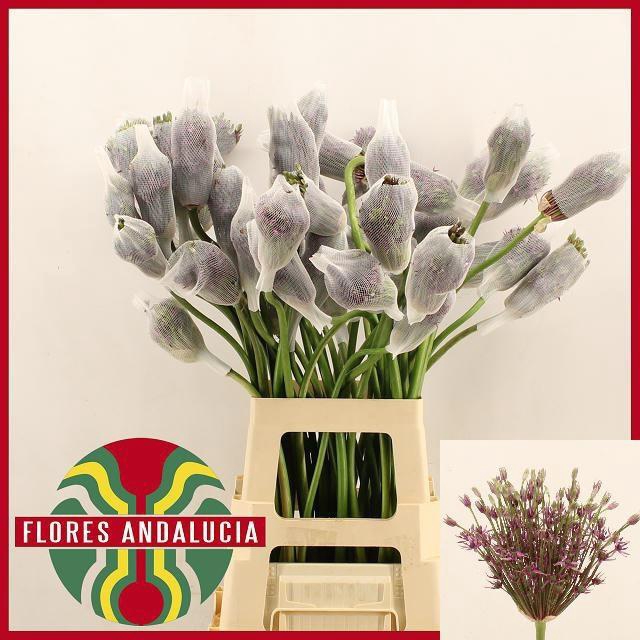 <h4>ALLIUM MERCURIUS</h4>