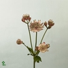 Astrantia Major Overig