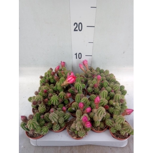 Chamaecereus  'Ubink Cerise'