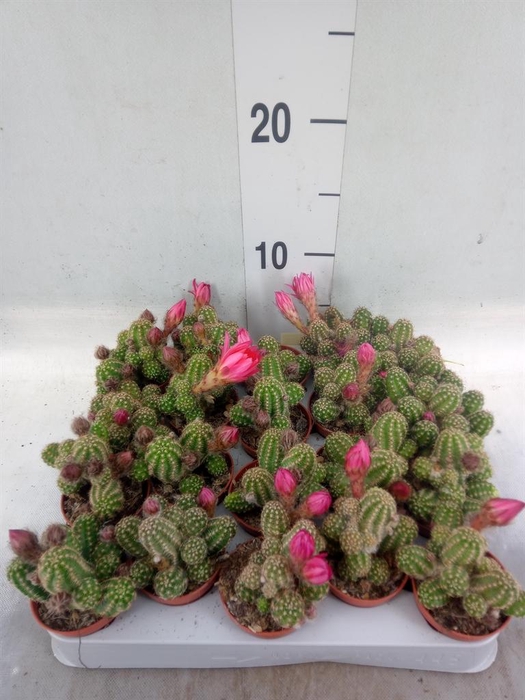 <h4>Chamaecereus  'Ubink Cerise'</h4>