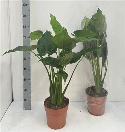 <h4>Alocasia Cucullata</h4>