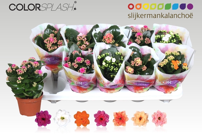 <h4>KAL GE GEM 7 KL</h4>