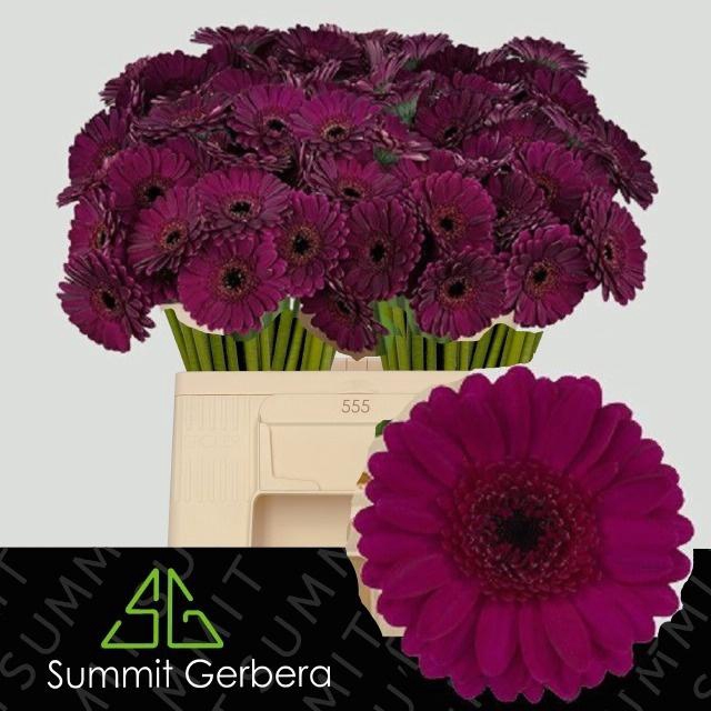 <h4>GE MI RHAPSODY</h4>