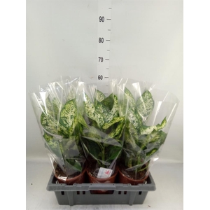 Dieffenbachia  'Compacta'