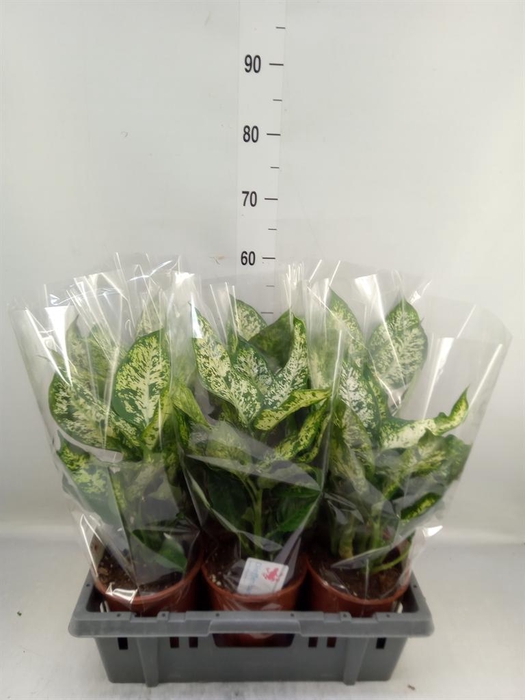 <h4>Dieffenbachia  'Compacta'</h4>