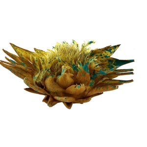 Dried Artz Cynara Heads Van Gogh