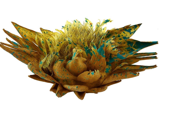 <h4>Dried Artz Cynara Heads Van Gogh</h4>
