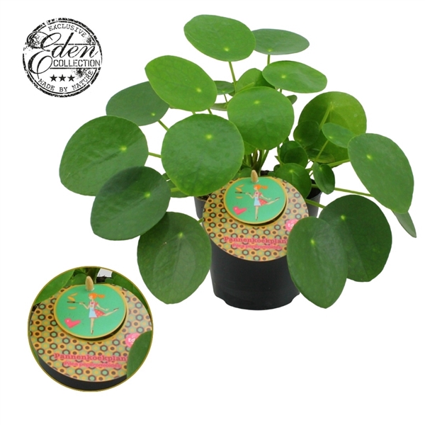 <h4>Pilea Peperomioides 12cm Nederlands etiket</h4>