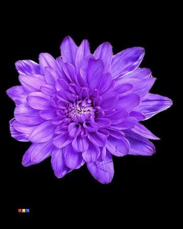 <h4>Chr T Baltica Lilac</h4>