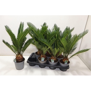 arr8 Cycas Revoluta