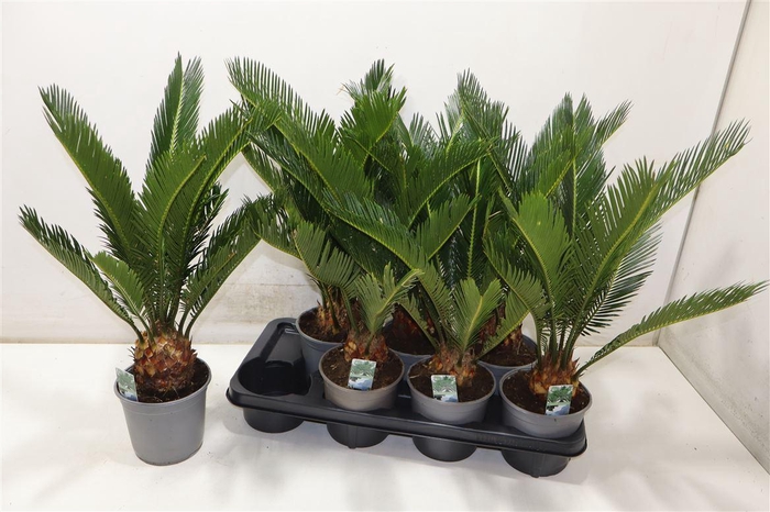 <h4>arr8 Cycas Revoluta</h4>