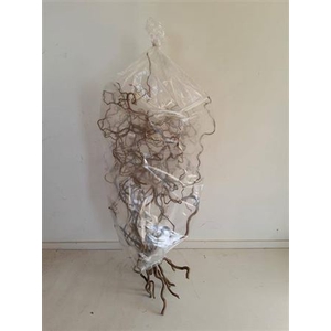 Corylus Av Contorta 80cm X15