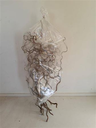 <h4>Corylus Av Contorta 80cm X15</h4>