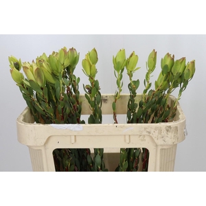 Leucadendron Disc. Lady Molly