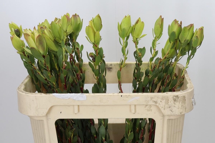 <h4>Leucadendron Disc. Lady Molly</h4>