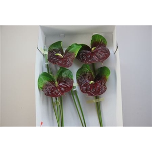 Anthurium Exclusief Nr 311