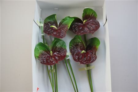 <h4>Anthurium Exclusief Nr 311</h4>