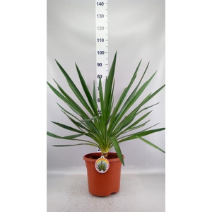 Yucca gloriosa
