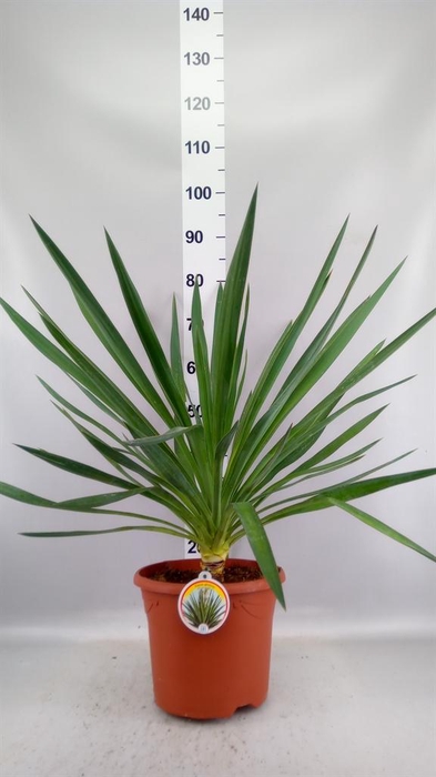 <h4>Yucca gloriosa</h4>