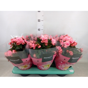 Begonia elat. DU 'Move2Joy Pink'