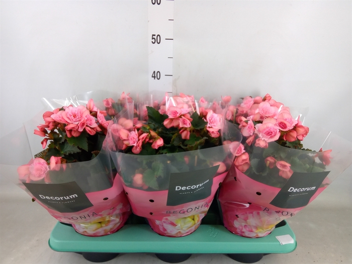 <h4>Begonia elat. DU 'Move2Joy Pink'</h4>