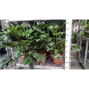 Philodendron xanadu