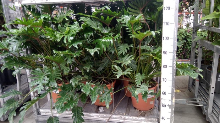 <h4>Philodendron xanadu</h4>