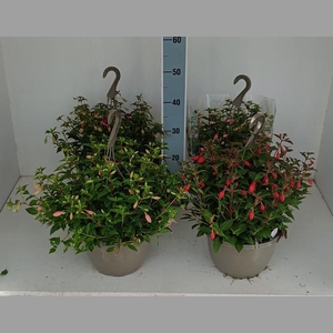 FUCHSIA B F HANG GEM