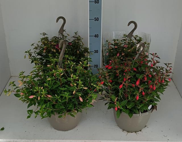 <h4>FUCHSIA B F HANG GEM</h4>