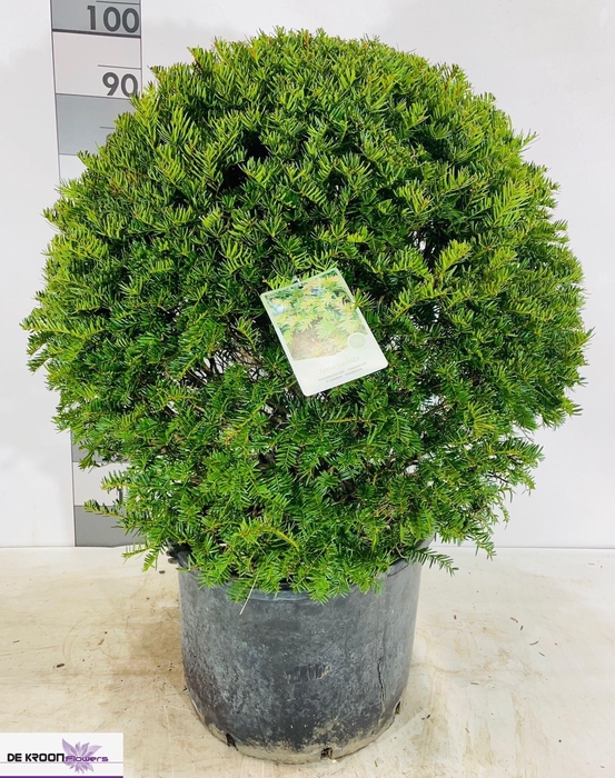 <h4>TAXUS BACCATA</h4>