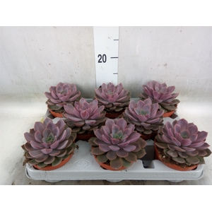 Echeveria   ...