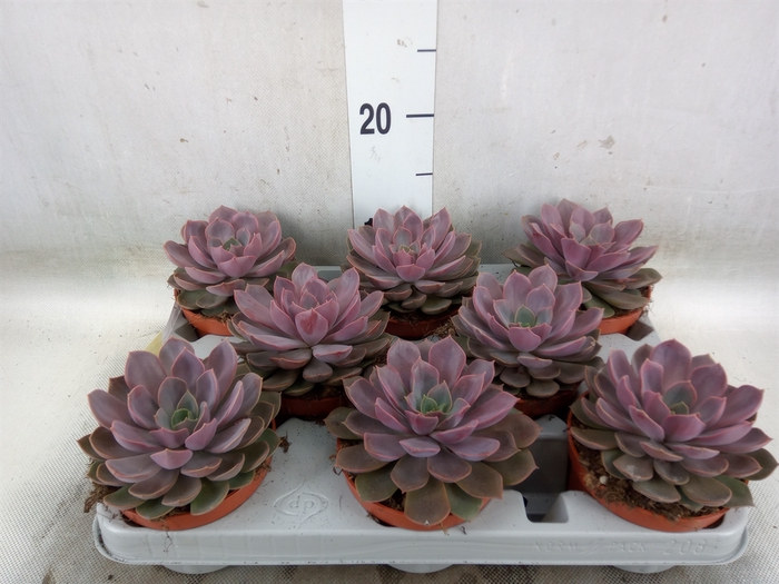 <h4>Echeveria   ...</h4>